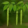 Blätter und Blüten einer CARPINUS fangiana