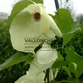 White flowers with a red center of Davidia involucrata 'Sonoma'