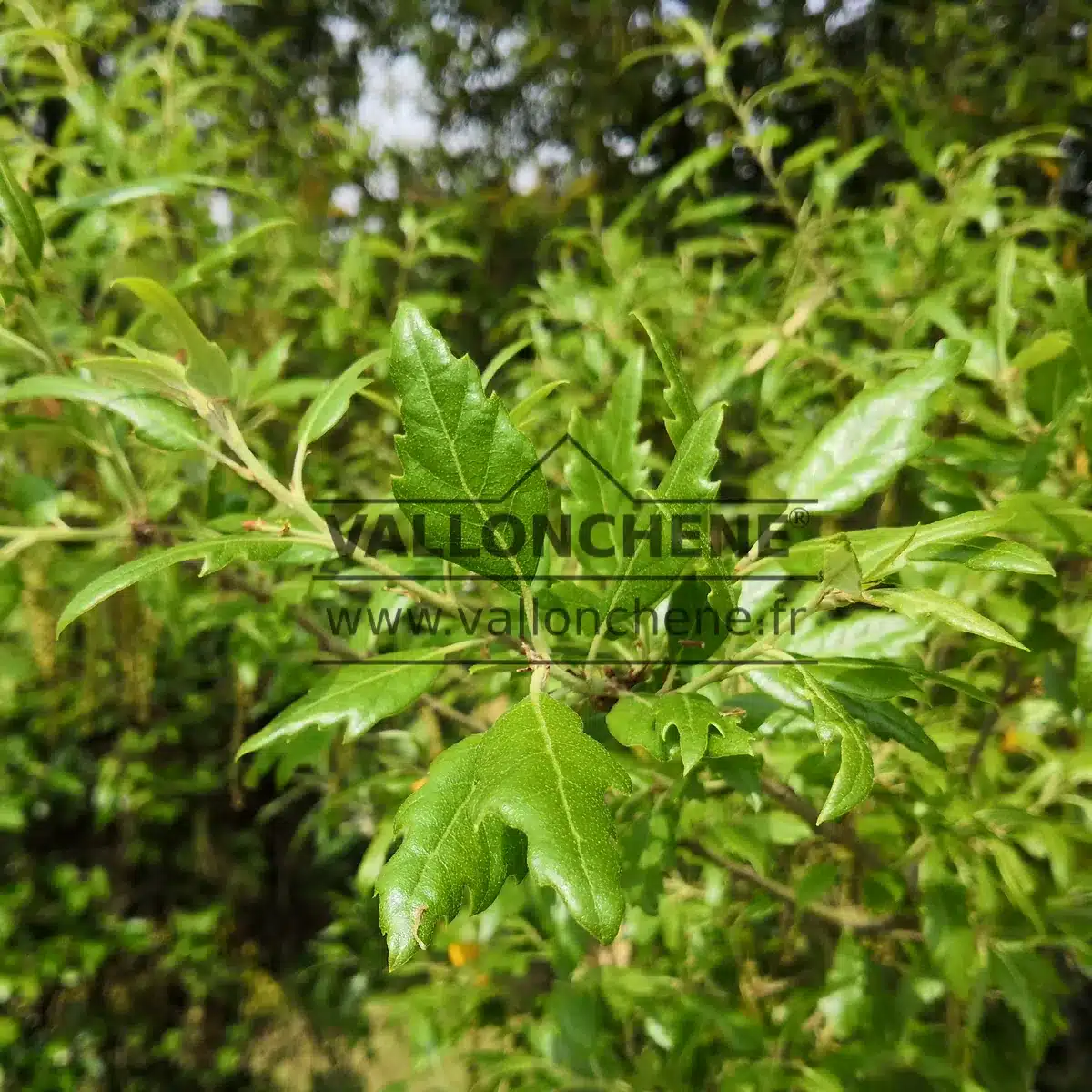 Spring foliage of QUERCUS x hispanica 'Waasland Select' in a soft, tender green.