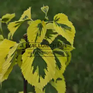 Leaves of DAVIDIA involucrata 'Lady Sunshine' shortly after bud break (later the yellow edges turn white)