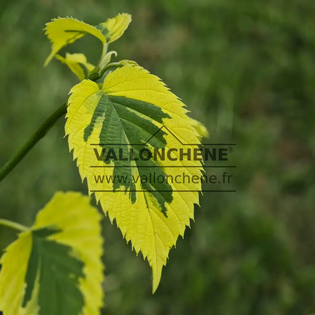 Green leaf edged with yellow of DAVIDIA involucrata 'Lady Sunshine' shortly after bud break (later the yellow turns white)
