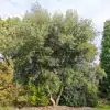 Un QUERCUS x hispanica 'Waasland Select' d'une vingtaine d'années dans le Jardin de Vallonchêne Un QUERCUS x hispanica 'Waasland Select' d'une vingtaine d'années dans le Jardin de Vallonchêne