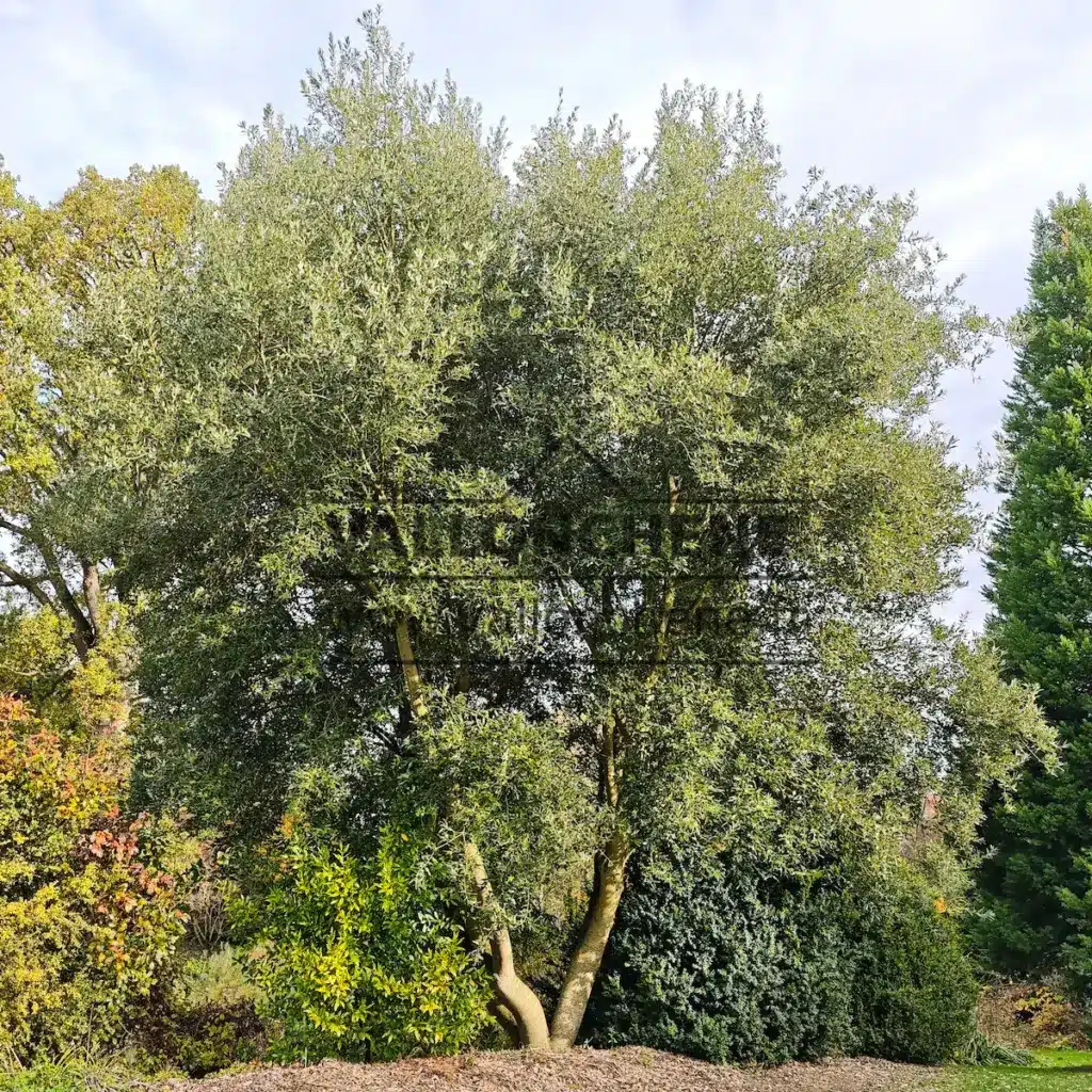 A QUERCUS x hispanica 'Waasland Select' about twenty years old in the Jardin de Vallonchêne