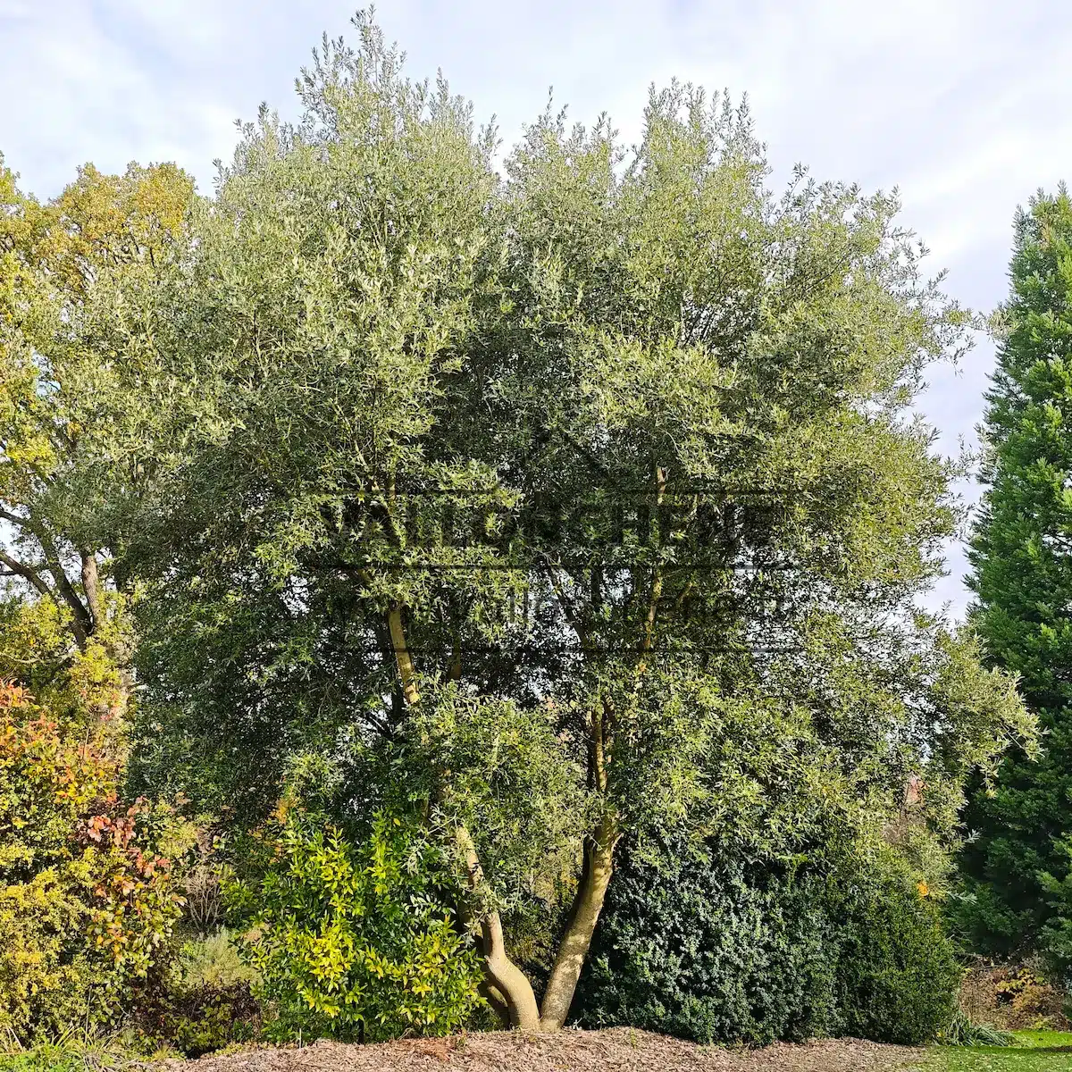 A QUERCUS x hispanica 'Waasland Select' about twenty years old in the Jardin de Vallonchêne