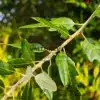Gros plan sur le feuillage du QUERCUS x hispanica 'Waasland Select' avec le dessus vert et le dessous blanc Gros plan sur le feuillage du QUERCUS x hispanica 'Waasland Select' avec le dessus vert et le dessous blanc