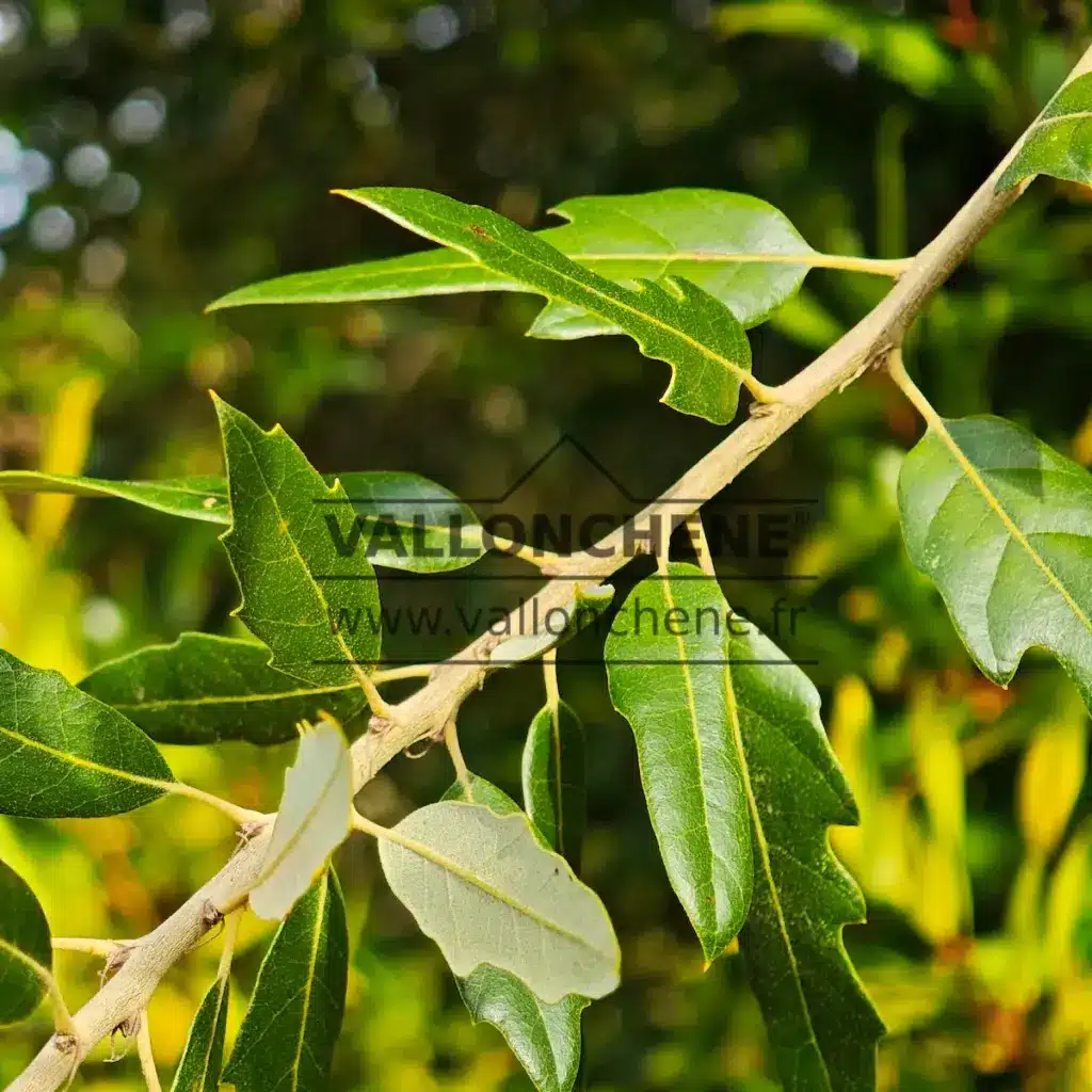 QUERCUS x hispanica 'Waasland Select'