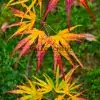 Feuillage jaune aux bouts rouges de l'ACER palmatum 'Scolopendrifolium'