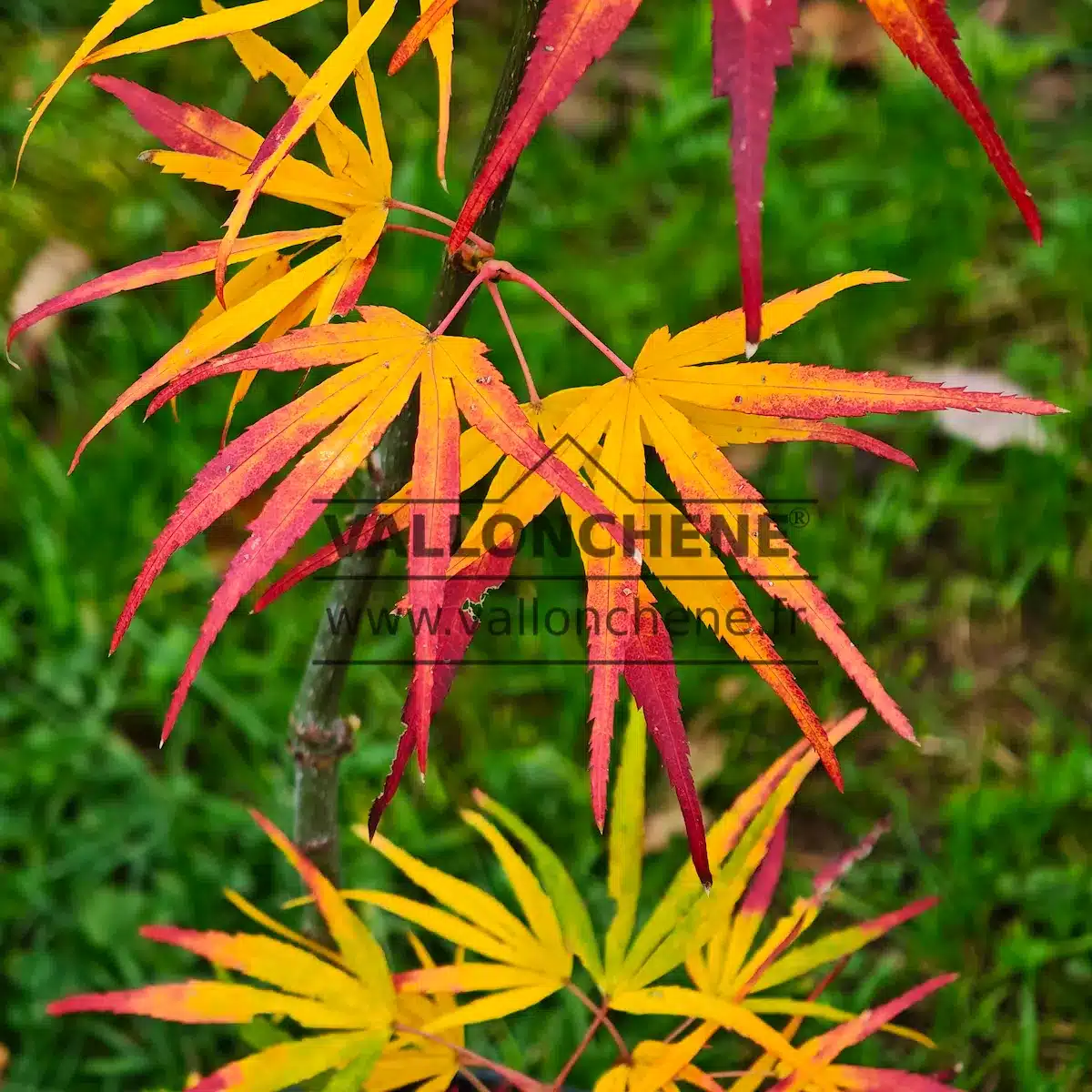 Yellow foliage with red tips of ACER palmatum 'Scolopendrifolium'