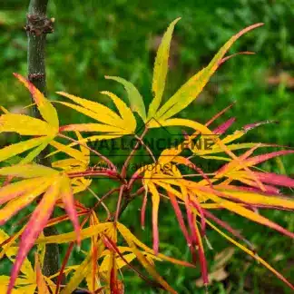 Autumn foliage in green, yellow, and red of ACER palmatum 'Scolopendrifolium'