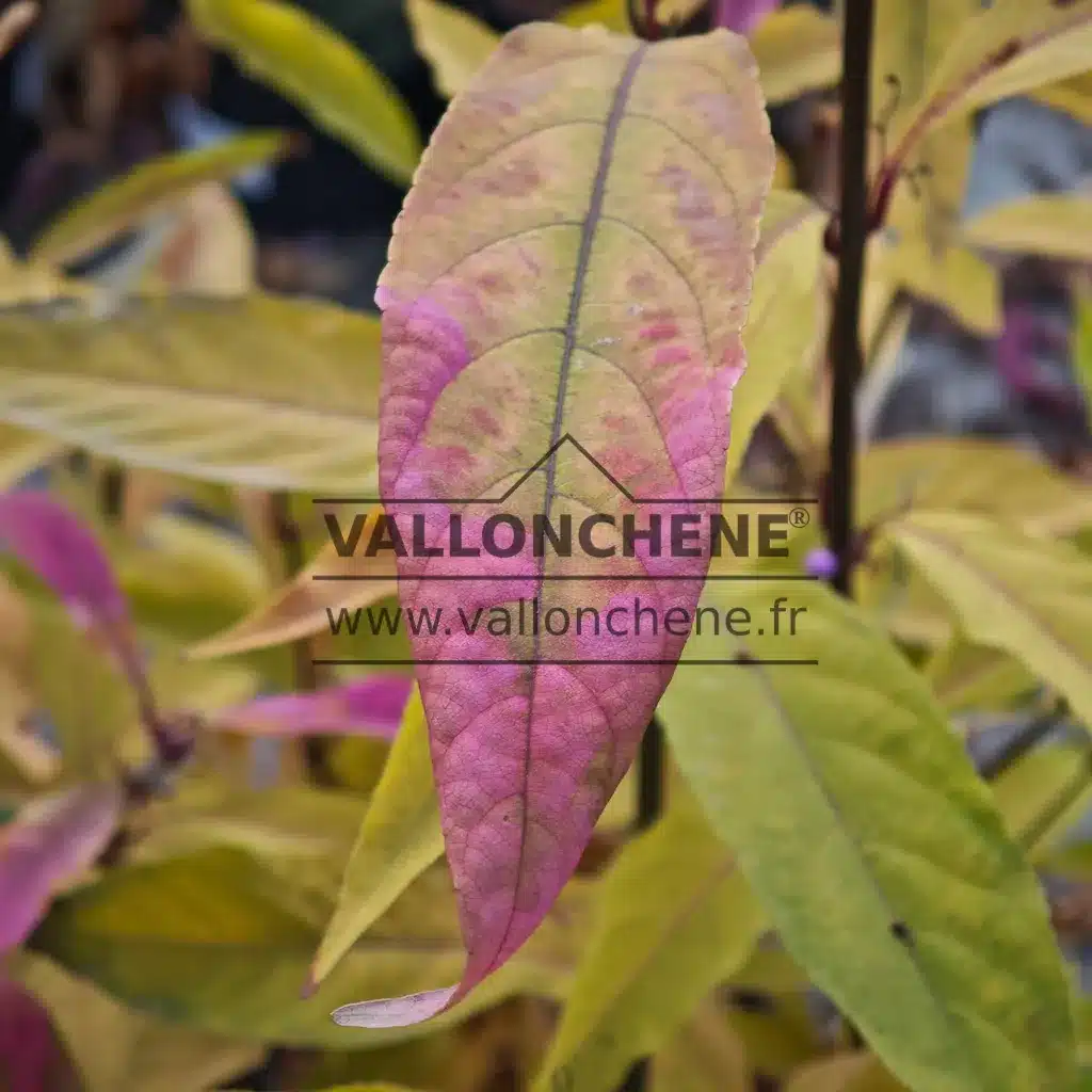 Pink leaf in full autumn coloration of CALLICARPA kwangtungensis