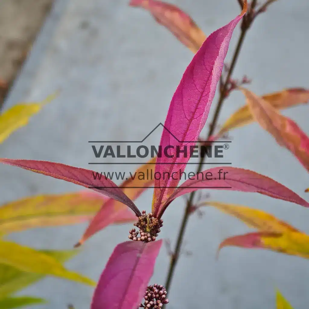 Pink leaf of CALLICARPA kwangtungensis in autumn