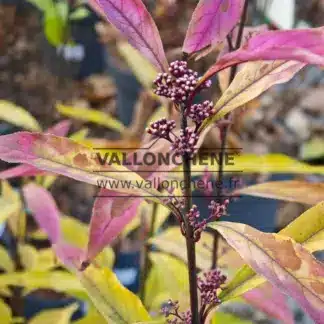 Flower buds of CALLICARPA kwangtungensis in autumn
