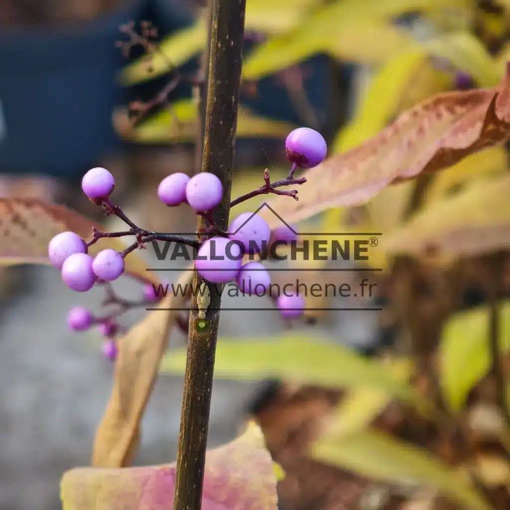 Pink or even violet fruits of CALLICARPA kwangtungensis in autumn