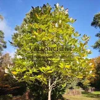 Feuillage du MAGNOLIA officinalis débutant sa coloration automnale dans le Begdebury National Pinetum