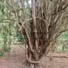 Écorce d'un très vieux JUNIPERUS recurva coxii à Sheffield Park, Royaume Uni