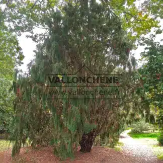 Un très vieux JUNIPERUS recurva coxii à Sheffield Park, Royaume Uni