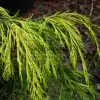 Feuillae de couleur jaune du CHAMAECYPARIS lawsoniana 'Filip's Twinkle Tails' sport