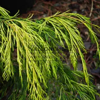 Feuillae de couleur jaune du CHAMAECYPARIS lawsoniana 'Filip's Twinkle Tails' sport