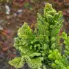 Fasciations au bouts jaunes du CRYPTOMERIA japonica 'Serama Gold'