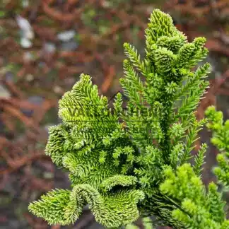 Fasciations au bouts jaunes du CRYPTOMERIA japonica 'Serama Gold'