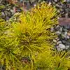 Agujas de un amarillo intenso de PINUS pungens 'Mountain Gold'