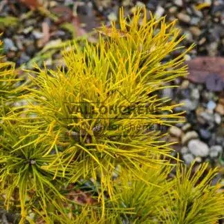 Aiguilles d'un jaune intense du PINUS pungens 'Mountain Gold'