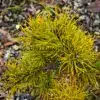 Agujas de un amarillo intenso de PINUS pungens 'Mountain Gold'