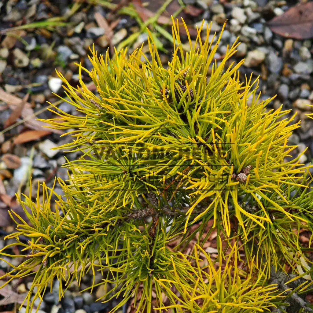 Aiguilles d'un jaune intense du PINUS pungens 'Mountain Gold'