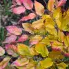 Couleurs d'automne débutantes sur le SYCOPARROTIA semidecidua 'Purple Haze'