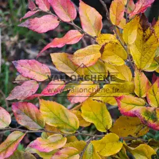 Couleurs d'automne débutantes sur le SYCOPARROTIA semidecidua 'Purple Haze'