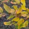 Couleurs automnales du SYCOPARROTIA semidecidua 'Purple Haze' avant la chute des feuilles