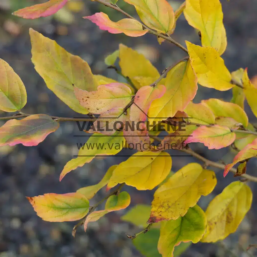 Couleurs automnales du SYCOPARROTIA semidecidua 'Purple Haze' avant la chute des feuilles