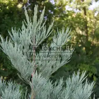 A SEQUOIA giganteum 'Powder Blue' in blue gray