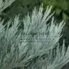 Nahaufnahme des blauen Laubes des SEQUOIADENDRON giganteum 'Powder Blue' Nahaufnahme des blauen Laubes des SEQUOIADENDRON giganteum 'Powder Blue'