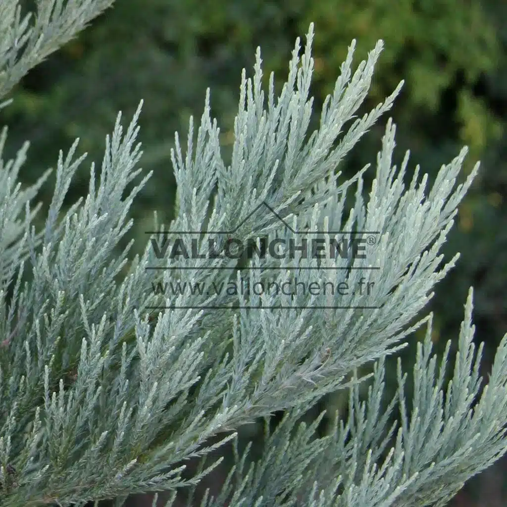 Nahaufnahme des blauen Laubes des SEQUOIADENDRON giganteum 'Powder Blue' Nahaufnahme des blauen Laubes des SEQUOIADENDRON giganteum 'Powder Blue'