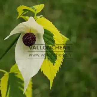 La fleur du DAVIDIA involucrata 'Lady Sunshine' et son feuillage panaché