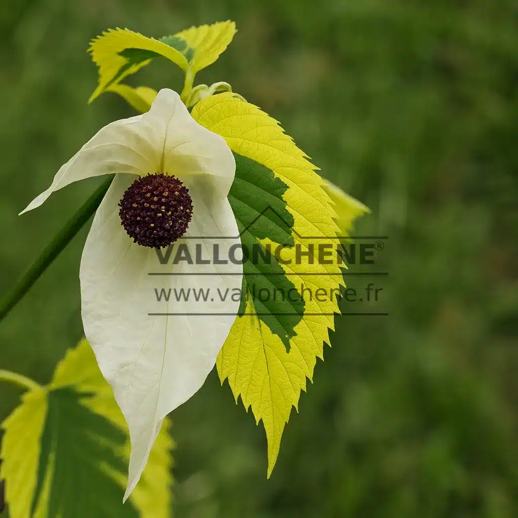 DAVIDIA involucrata 'Lady Sunshine'