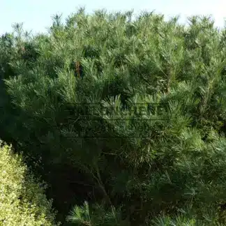Un PINUS densiflora 'Umbraculifera' d'une vingtaine d'années dans le Jardin de Vallonchêne