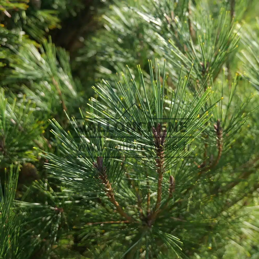 Gros plan sur les aiguilles fines du PINUS densiflora 'Umbraculifera' d'un vert soutenu