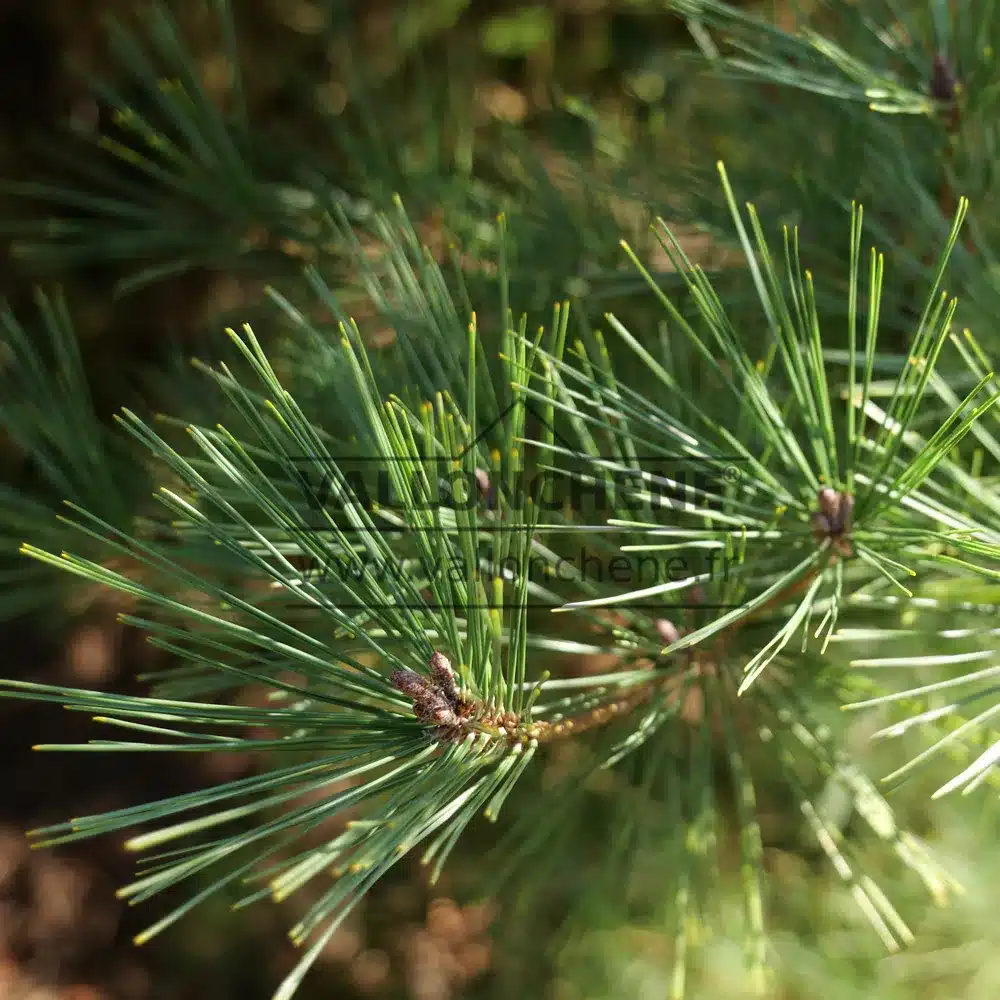 Bougeons et aiguilles du PINUS densiflora 'Umbraculifera'