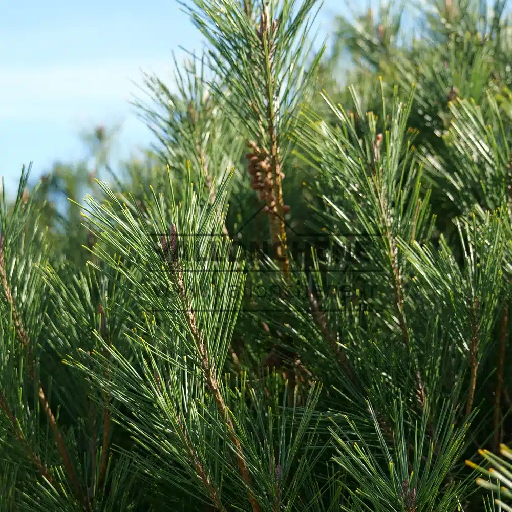 Branches typiquement verticales et denses du PINUS densiflora 'Umbraculifera'