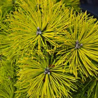 Feuillage hivernal du PINUS mugo 'Wintersonne' d'un jaune intense remarquable