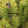 PINUS mugo 'Wintersonne' débutant sa coloration hivernale très jaune PINUS mugo 'Wintersonne' débutant sa coloration hivernale très jaune