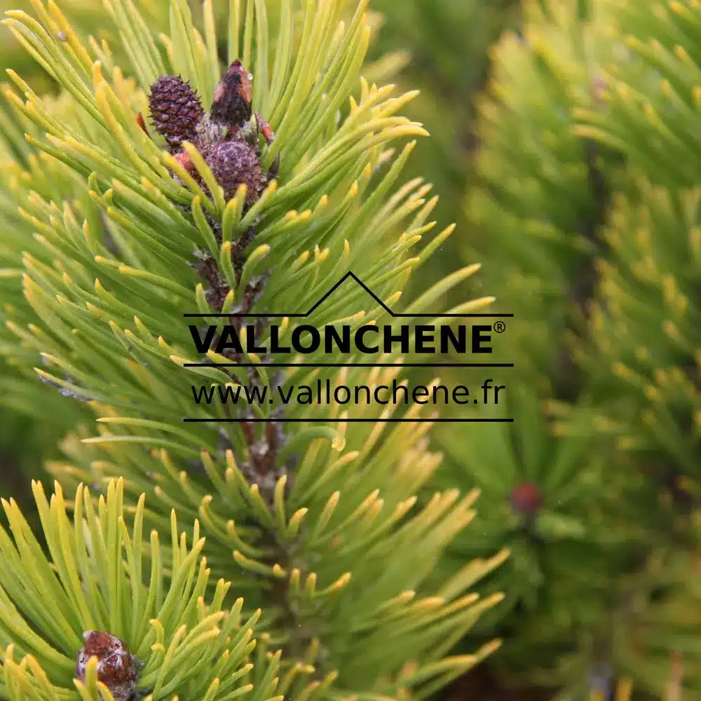 PINUS mugo 'Wintersonne' starting its very yellow winter coloration PINUS mugo 'Wintersonne' starting its very yellow winter coloration