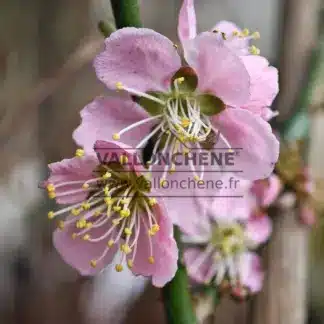 Fragrant pink flowers of PRUNUS mume ‘Pendula’ in midwinter