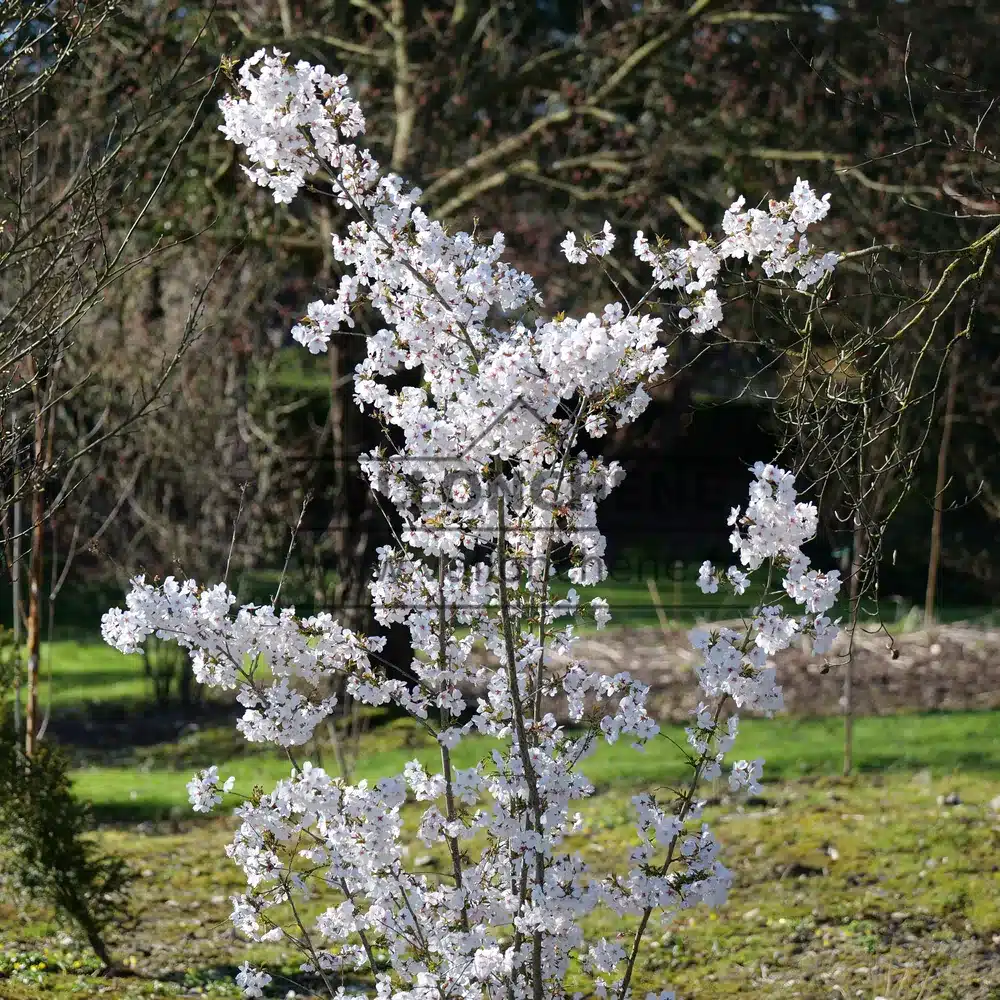 Vista de un joven PRUNUS 'The Bride' en el Jardín de Vallonchêne