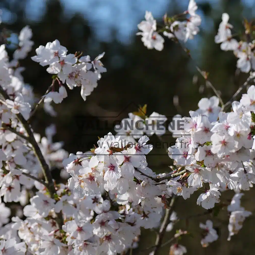 Primer plano de las flores de PRUNUS 'The Bride'