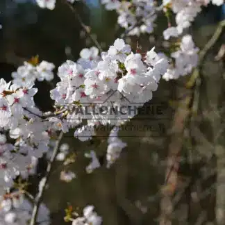 Nahaufnahme der Blüten von PRUNUS 'The Bride'
