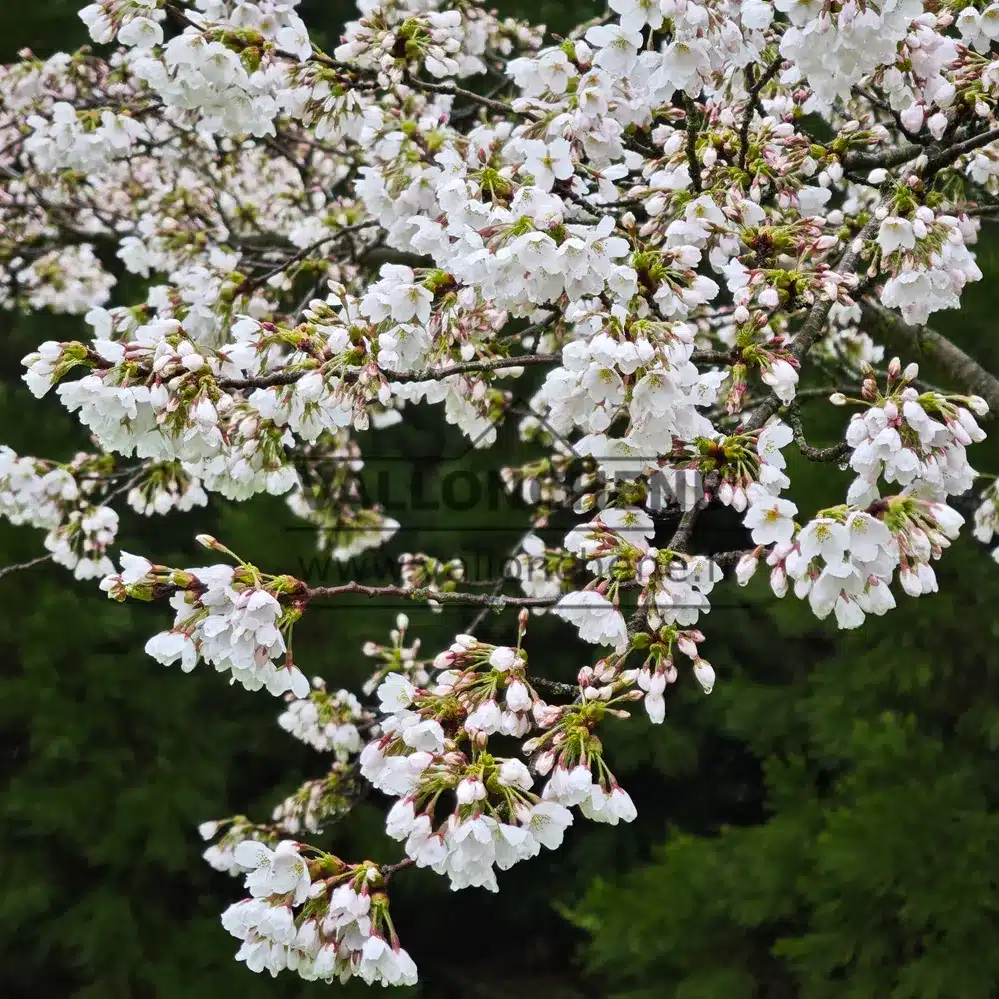 Une multitude de fleurs blanches du PRUNUS yedoensis Une multitude de fleurs blanches du PRUNUS yedoensis