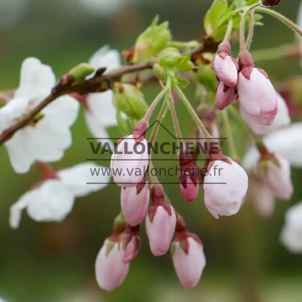 Gros plan sur les bourgeons à fleurs du PRUNUS yedoensis Gros plan sur les bourgeons à fleurs du PRUNUS yedoensis